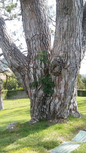Cemetery «Forest Lawn Memorial Park», reviews and photos, 1712 S Glendale Ave, Glendale, CA 91205, USA