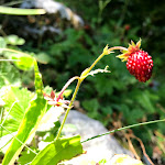 Photo n°3 de l'avis de Giuseppe.e fait le 21/07/2019 à 11:44 sur le  Lo Sciatore à San Massimo