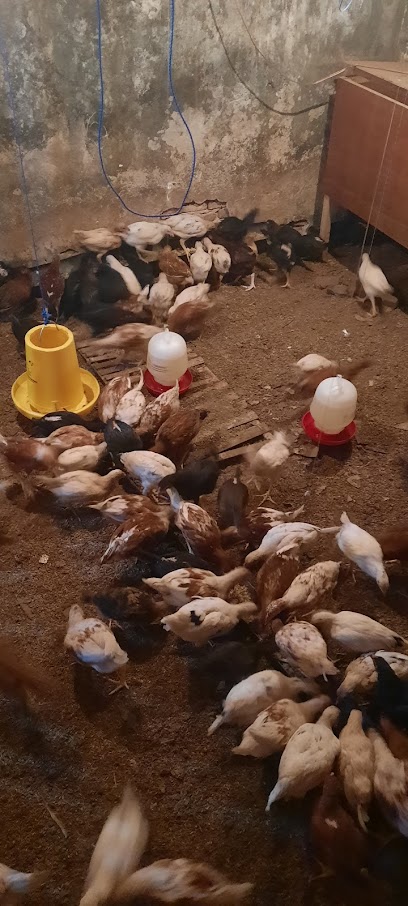 BERKAH JAYA Unggas (Ayam Kampung)