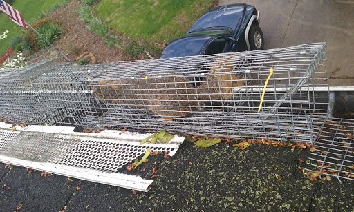 Affordable Squirrel Removal