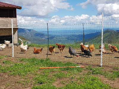 Poulets du Fromental à Loubaresse