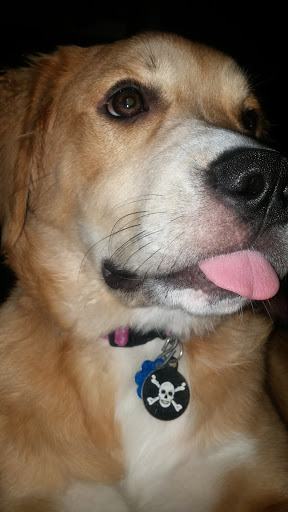 Pet Supply Store «Pet Supplies Plus», reviews and photos, 4824 Broadway St, Quincy, IL 62305, USA