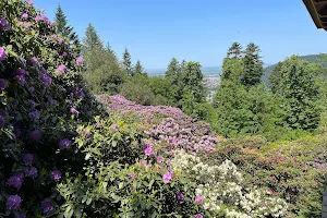 Rhododendron-Hain image