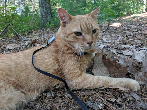 Campground «Lorraine Park Campground», reviews and photos, 133 Jenkins Rd, Andover, MA 01810, USA