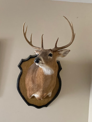 King's Taxidermy