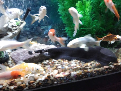 Pet Supply Store «Pet Station Jackson», reviews and photos, 1617 E Michigan Ave, Jackson, MI 49202, USA