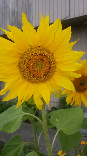 Reliable Credit, 34303 Pacific Hwy S, Federal Way, WA 98003, Financial Institution