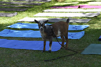 Hello Critter Goat Yoga - Photo 9 - Car repair in , Glendale