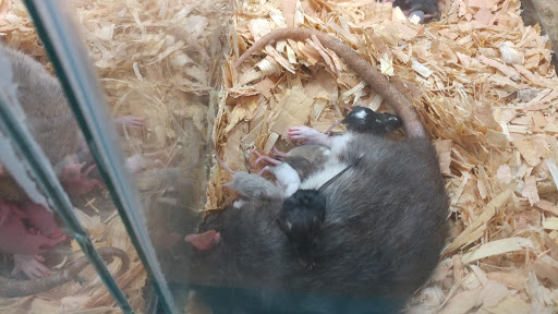 Pet Supply Store «Pet Supreme», reviews and photos, 12823 Foothill Blvd, Sylmar, CA 91342, USA