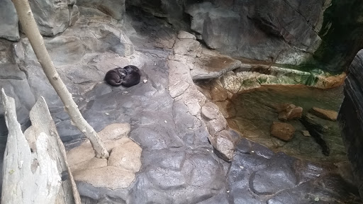 Gift Shop «Minnesota Zoo Gift Shop», reviews and photos, 13000 Zoo Blvd, Apple Valley, MN 55124, USA