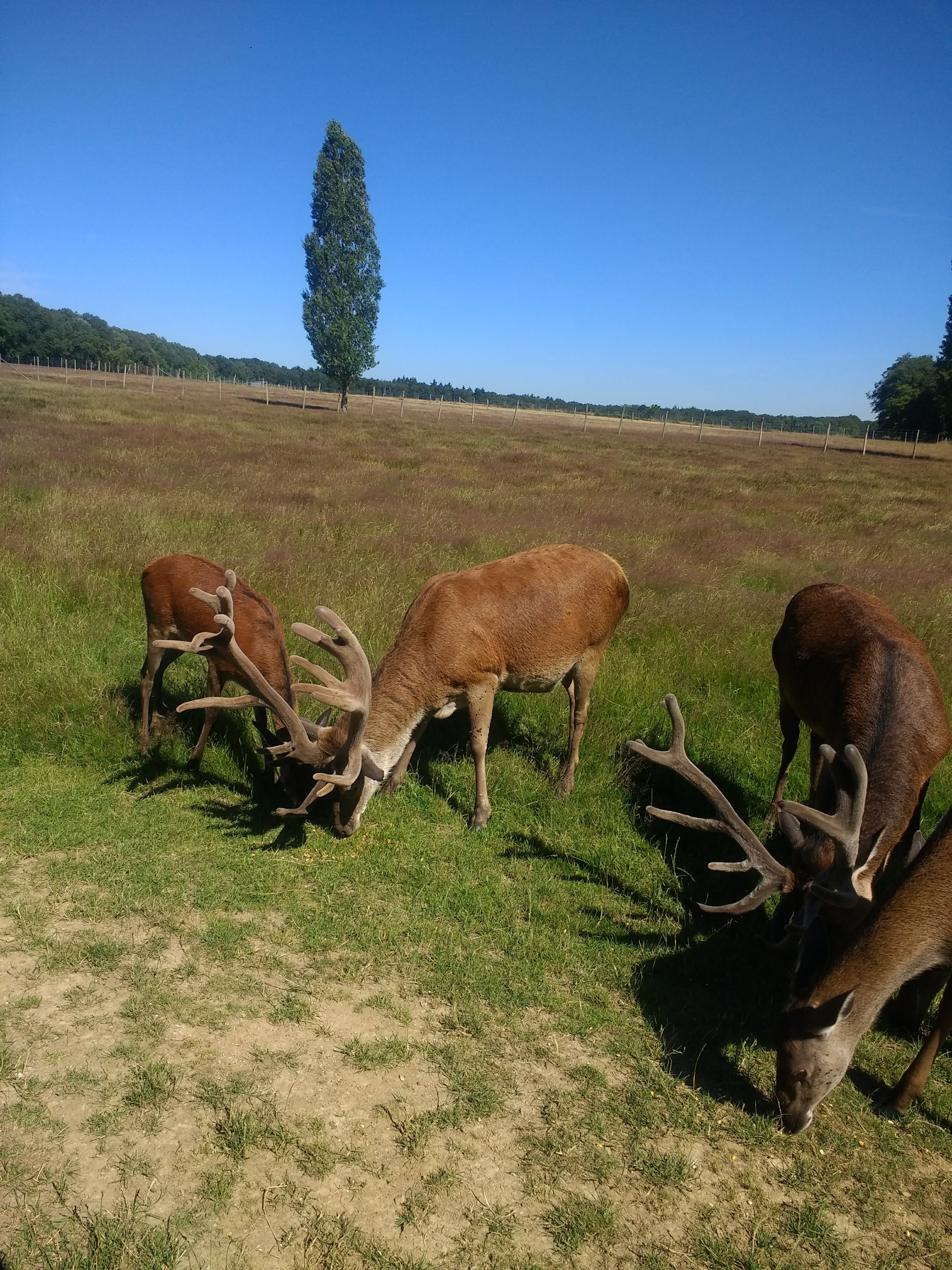 Photo n° 5 de l'avis de Kriss-. fait le 23/06/2018 à 10:16