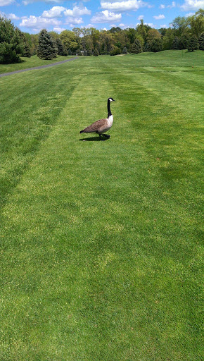 Golf Course «Willow Brook Golf Course», reviews and photos, 124 Brookfield St, South Windsor, CT 06074, USA