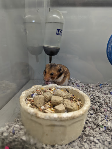 Pet Store «Just Pets», reviews and photos, 393 NY-5, Irving, NY 14081, USA