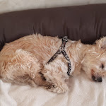 Photo n° 11 de l'avis de Sophie.o fait le 21/06/2018 à 07:09 pour Clinique vétérinaire des Genêts à Genas