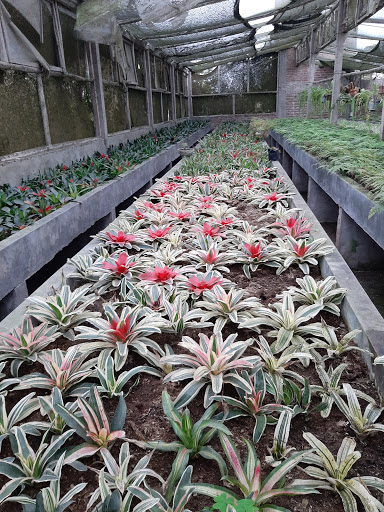 Vivero Jardines del Peru