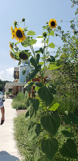 Grocery Store «Good Earth Market & Organic Farm», reviews and photos, 31806 Good Earth Ln, Ocean View, DE 19970, USA