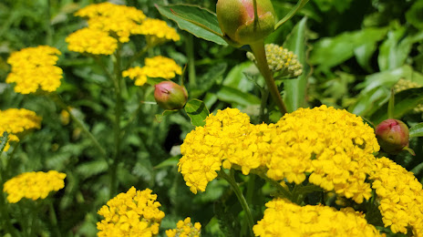 Paint Protetion Film Reading PA