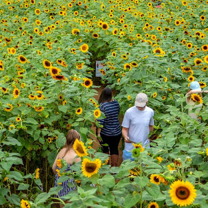 Lyman Orchards Sunflower Maze