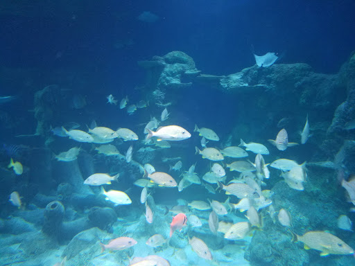Tropical Fish Store «Concord Aquarium», reviews and photos, 1776 Arnold Industrial Way, Concord, CA 94520, USA