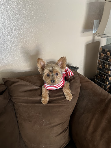 Pet Supply Store «PetSmart», reviews and photos, 573 N McKinley St, Corona, CA 92879, USA