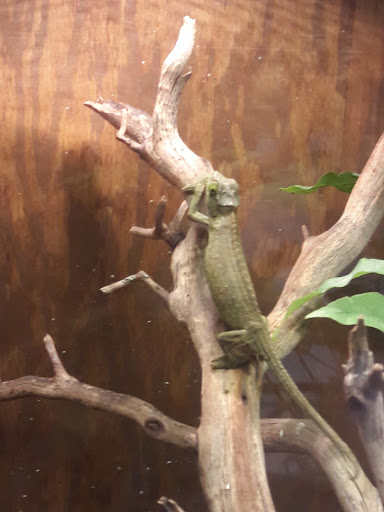 Pet Store «Lost Realms Pets», reviews and photos, 8059 N Cedar Ave, Fresno, CA 93720, USA