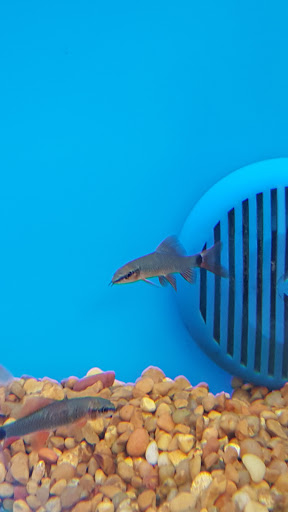 Pet Supply Store «PetSmart», reviews and photos, 1919 Wells Rd, Orange Park, FL 32073, USA