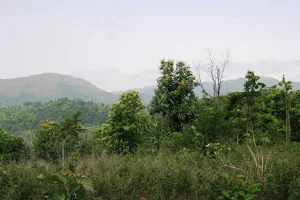 Wayanad Forest image