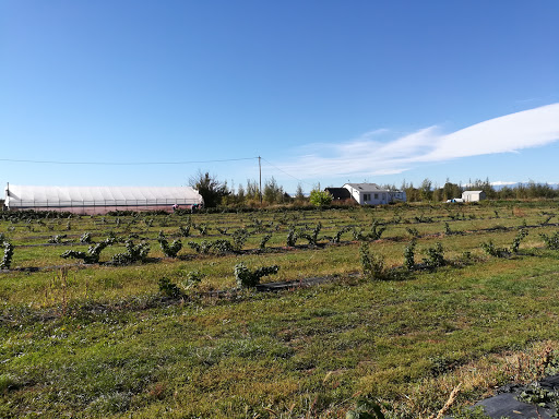 Produce Market «Berry Patch Farms», reviews and photos, 13785 Potomac St, Brighton, CO 80601, USA