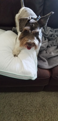 Pet Supply Store «PetSmart», reviews and photos, 12483 Limonite Ave, Mira Loma, CA 91752, USA