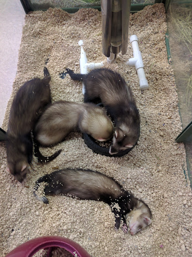 Pet Store «Petland Plano», reviews and photos, 1301 Custer Rd #405, Plano, TX 75075, USA