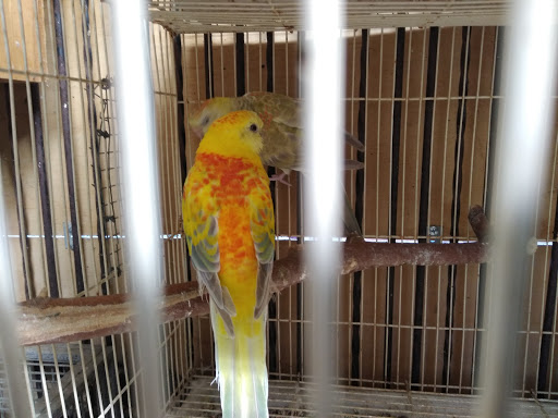 Pet Store «Inez Pet Shop», reviews and photos, 3825 Whittier Blvd, Los Angeles, CA 90023, USA