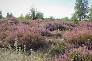 Oranienbaumer Heide image