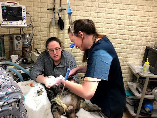 R Veterinary at The Lake image