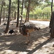 Safari Park Gaziantep