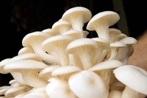 Sri Lakshmi Sippi Kalan (Oyster Mushroom) Farm image