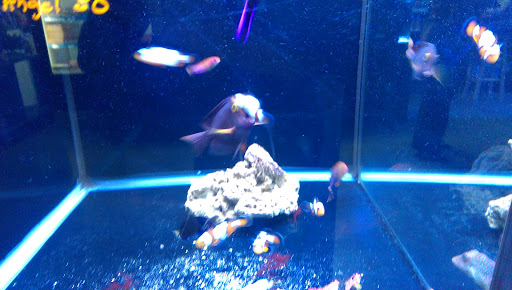 Tropical Fish Store «Aquatic Treasures», reviews and photos, 3211 N Tenaya Way #107, Las Vegas, NV 89129, USA
