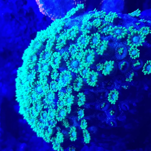 Pet Store «Hooked On Fish And Corals», reviews and photos, 2576 W 84th St, Hialeah, FL 33016, USA