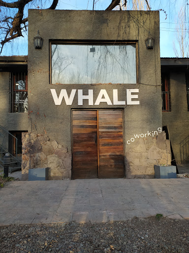 Whale co-working