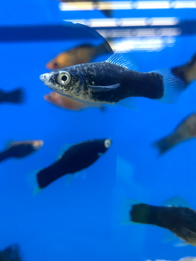 Pet Supply Store «Pet Supplies Plus», reviews and photos, 2912 Council Tree Ave #100, Fort Collins, CO 80525, USA