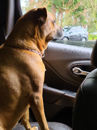 Coffee Shop «Dutch Bros Coffee», reviews and photos, 8940 SW Hall Blvd, Portland, OR 97223, USA