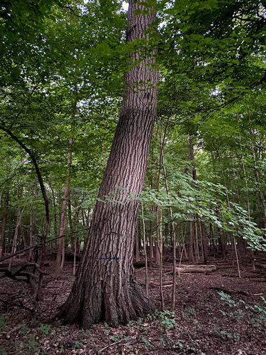 Nature Preserve «Forest Preserves of Cook County», reviews and photos, 9460 S Dee Rd, Park Ridge, IL 60068, USA