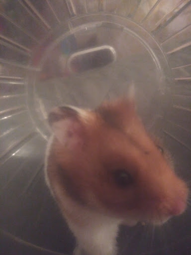 Pet Supply Store «Pet Supplies Plus», reviews and photos, 508 E Stroop Rd, Kettering, OH 45429, USA