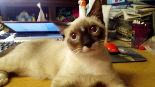 Pet Store «Hillcrest Farms Pet Shop», reviews and photos, 629 S Broadway St, McComb, MS 39648, USA