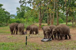 Elephant Transit Home image