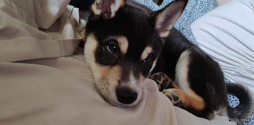 Pet Store «Yuppy Puppy Pet Shop», reviews and photos, 292 Frantz Rd, Stroudsburg, PA 18360, USA