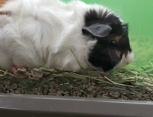 Pet Supply Store «Pet Supplies Plus», reviews and photos, 375 Paterson Ave #105, Wallington, NJ 07057, USA