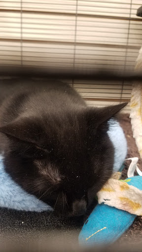 Pet Supply Store «Pet Supplies Plus», reviews and photos, 1262 OH-303, Streetsboro, OH 44241, USA