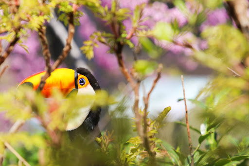 Tourist Attraction «Tracy Aviary», reviews and photos, 589 1300 S, Salt Lake City, UT 84105, USA