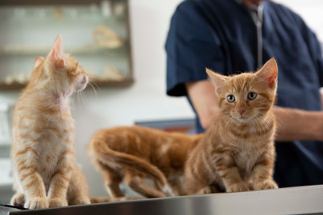 Dr. med. vet. Frey Artur - Thun