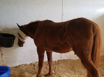 Red River Equine Hospital